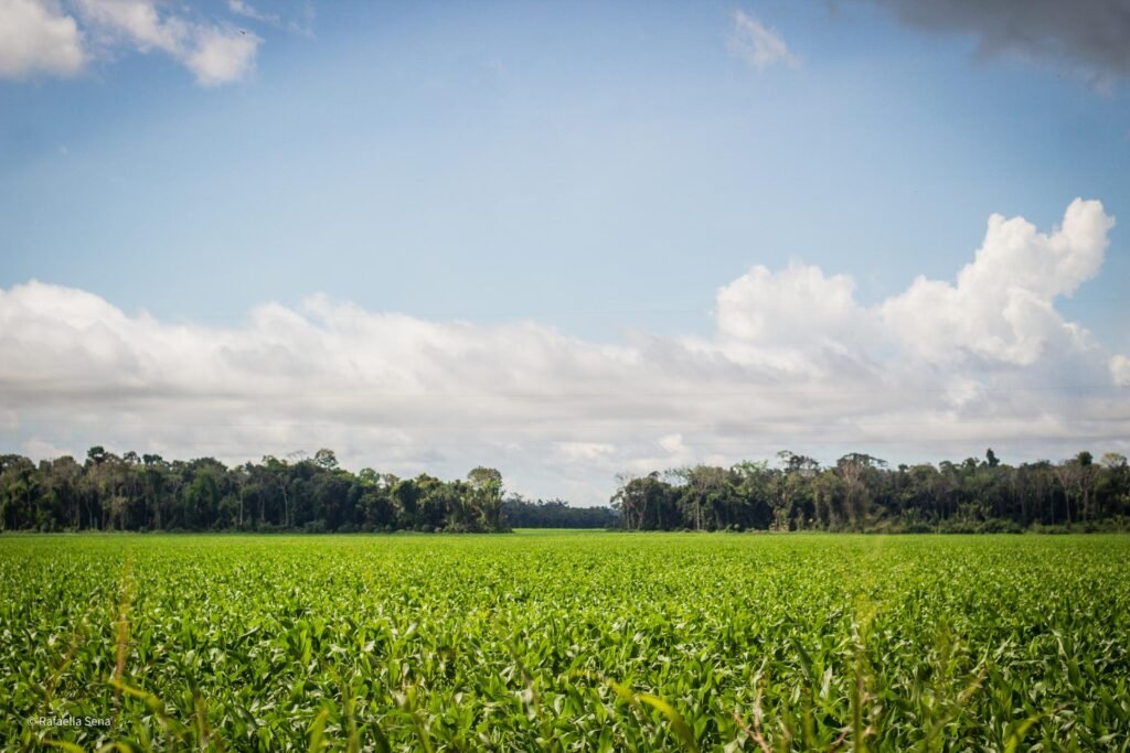 Soy planted in an intercropes system Brazil