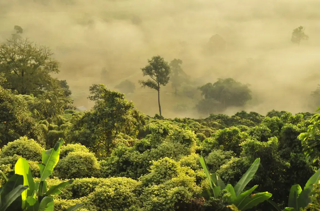 Figure1: Amazonian forest | Photo by Boudewijn Huysmans