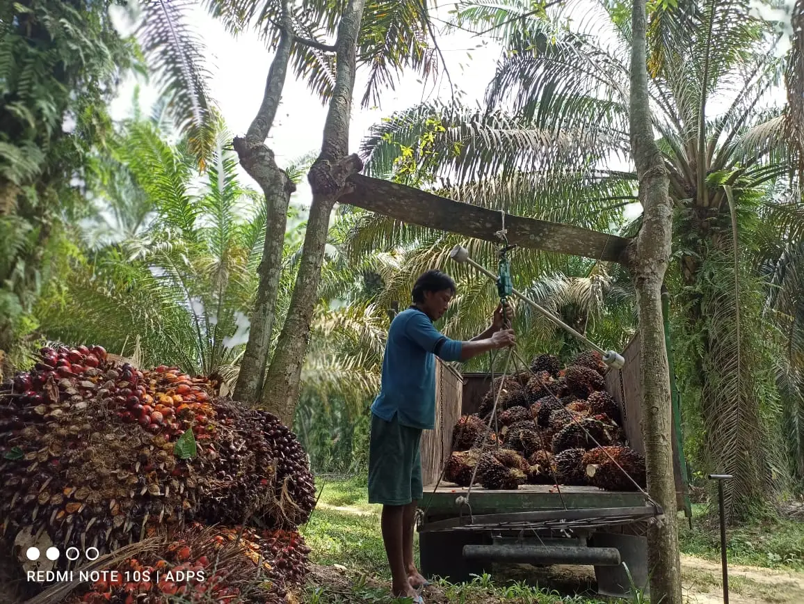 Figure 20: Indonesian smallholders scale the fresh fruit bunches before being transported to mills Source: personal documentation.